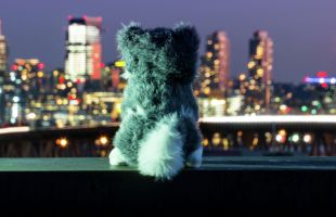 Dash doll looking at Seattle skyline at night