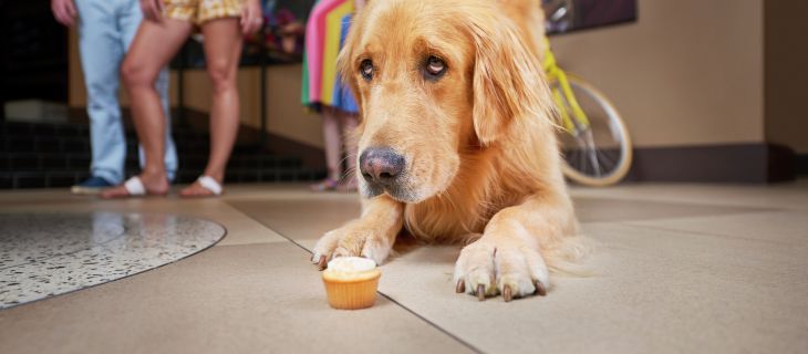 Staypineapple Says It's Okay to Leave Your Four-Legged Friend in Your Room