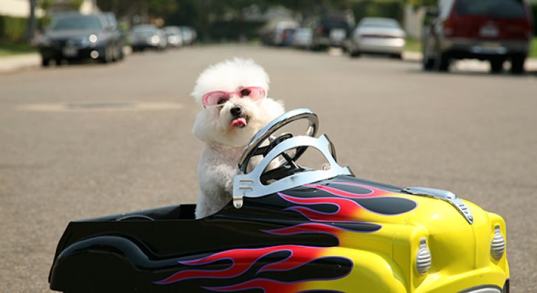 Small dog driving toy car