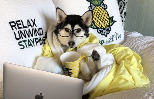 Husky in hotel bed with robe, coffee cup and laptop