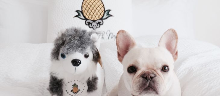 Dog Friendly Review: The Staypineapple Hotel Group