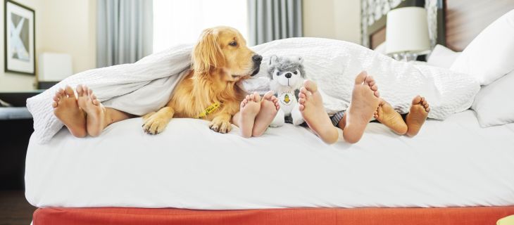 Pet-Friendly Hotels in America That Will Welcome Your Furry Friends