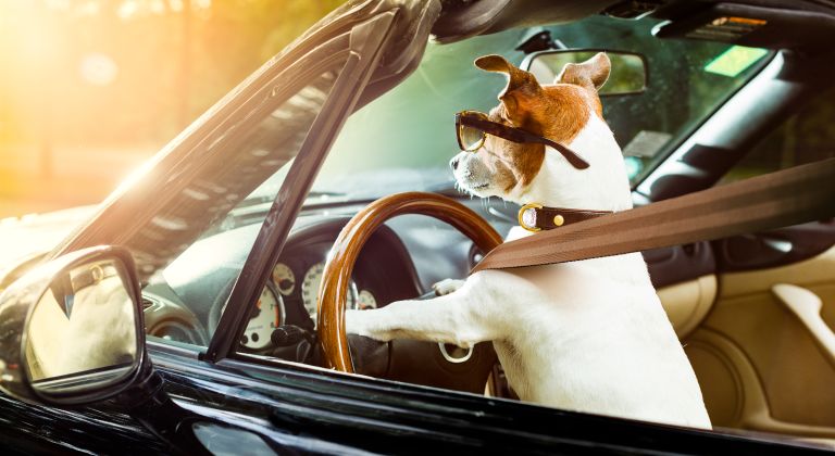 Dog driving a car