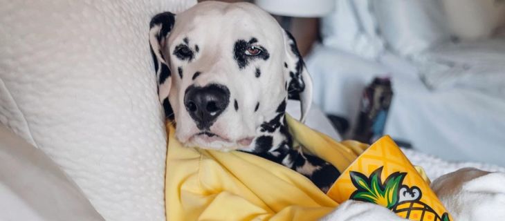 Pet-Friendly Hotels in America That Will Welcome Your Furry Friends