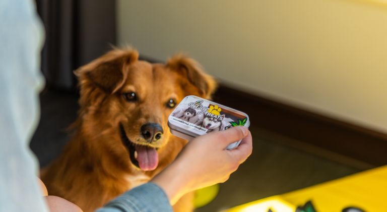 A Dog That Is Lying Down And Looking At The Camera