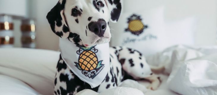 Top Dog-Friendly Hotel Chains of 2023