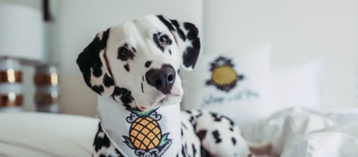 FEBRUARY IS PUP PLUS ONE MONTH AT STAYPINEAPPLE