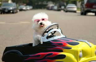 Small dog driving toy car